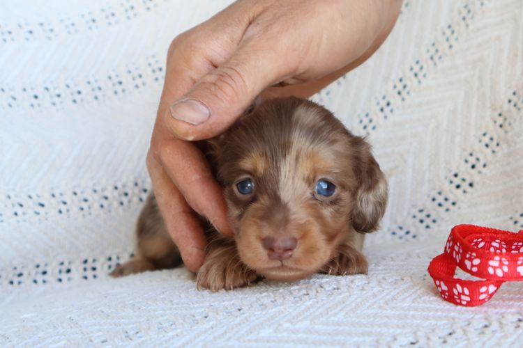 Goldenacre Miniature Dachshunds