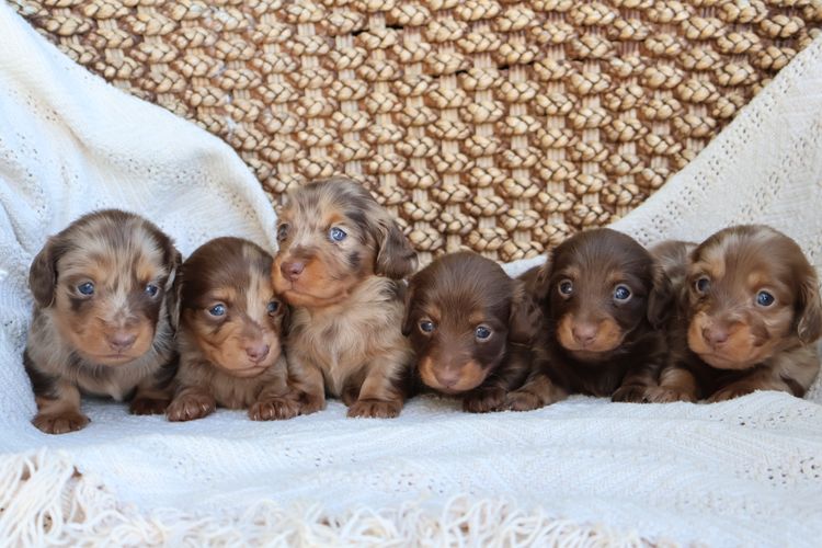 Goldenacre Miniature Dachshunds