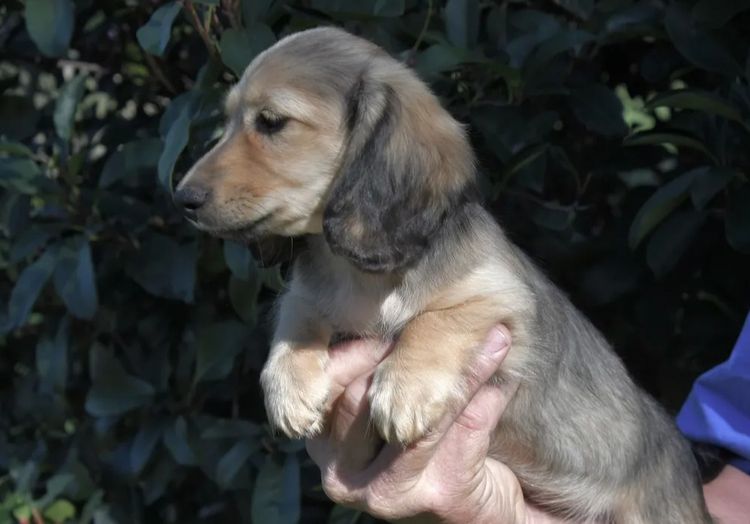 Goldenacre Miniature Dachshunds