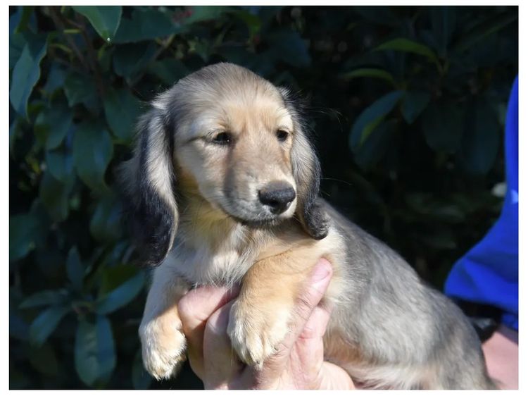 Goldenacre Miniature Dachshunds