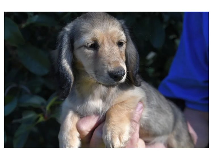 Goldenacre Miniature Dachshunds