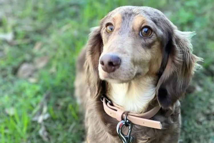 Goldenacre Miniature Dachshunds