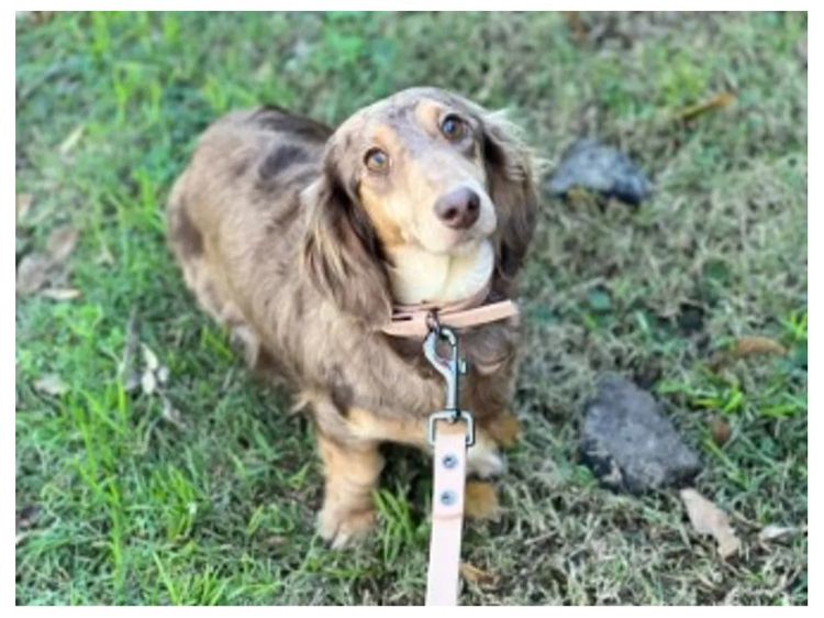 Goldenacre Miniature Dachshunds