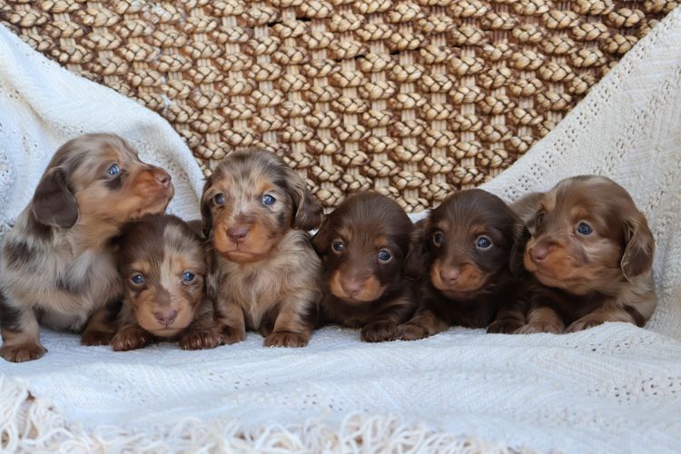 Goldenacre Miniature Dachshunds