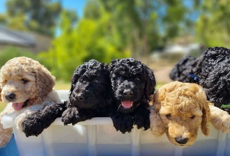 Poppy's Poodles