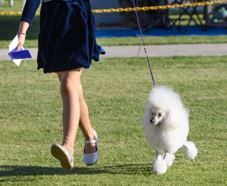 GlenaraPark Toy Poodles