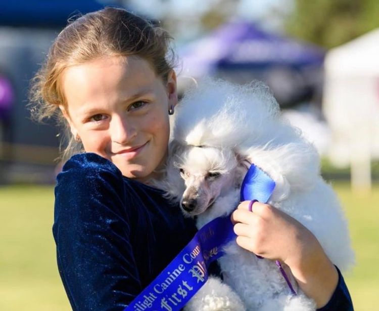 GlenaraPark Toy Poodles