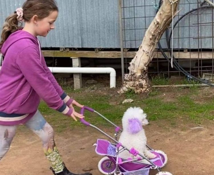 GlenaraPark Toy Poodles