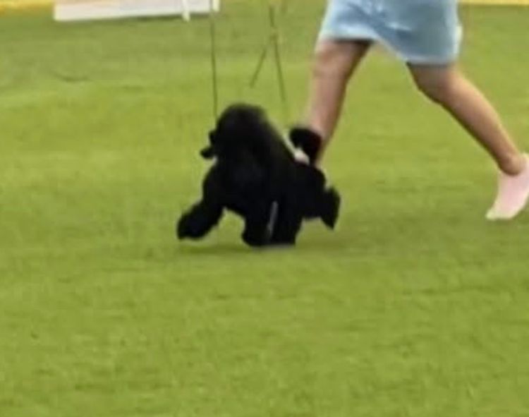 GlenaraPark Toy Poodles