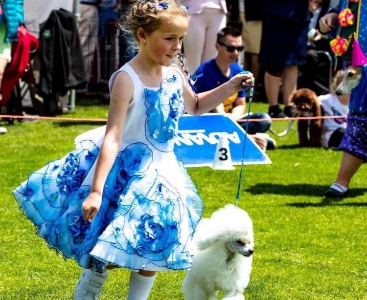 GlenaraPark Toy Poodles