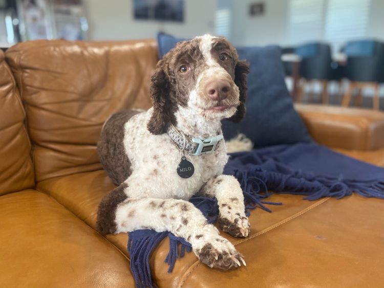 Boujee Labradoodles