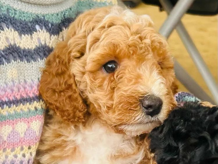 Boujee Labradoodles