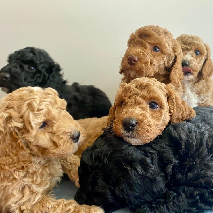 Boujee Labradoodles