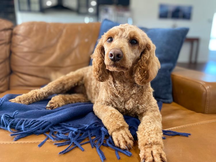 Boujee Labradoodles
