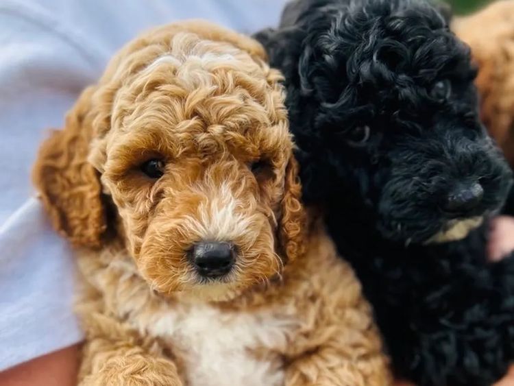 Boujee Labradoodles