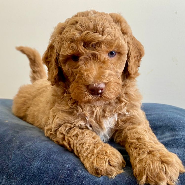 Boujee Labradoodles