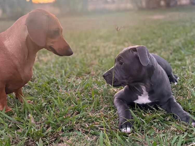 Staffys & Snags Dachshunds