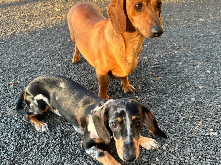 Staffys & Snags Dachshunds