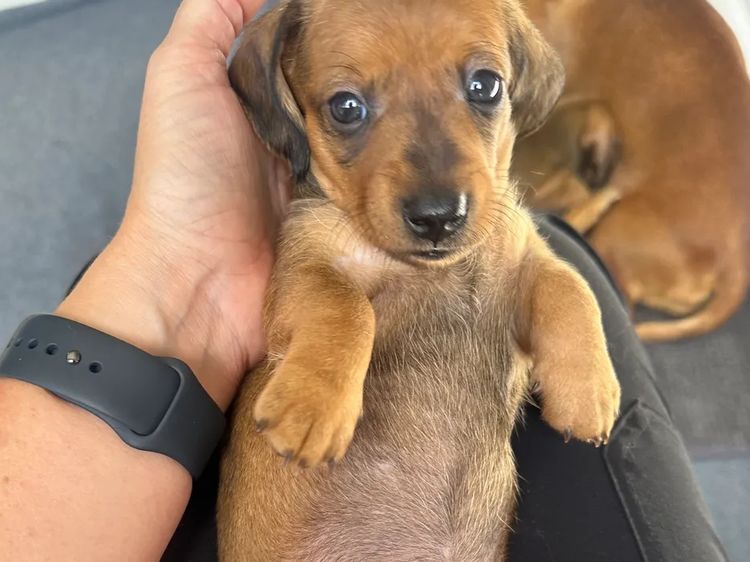 Staffys & Snags Dachshunds