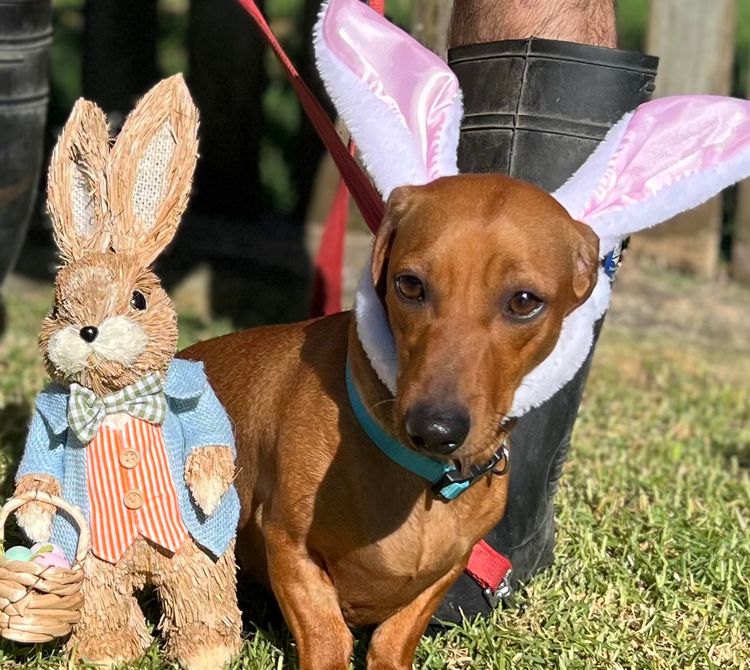 Staffys & Snags Dachshunds
