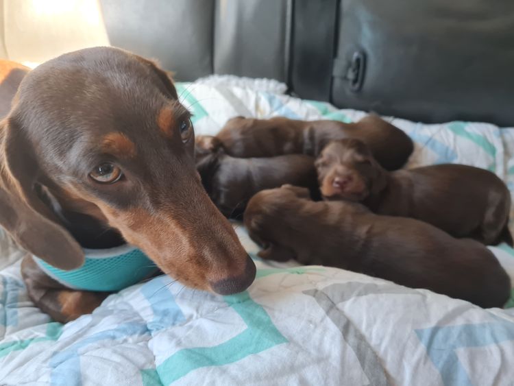 Pooleys sausages