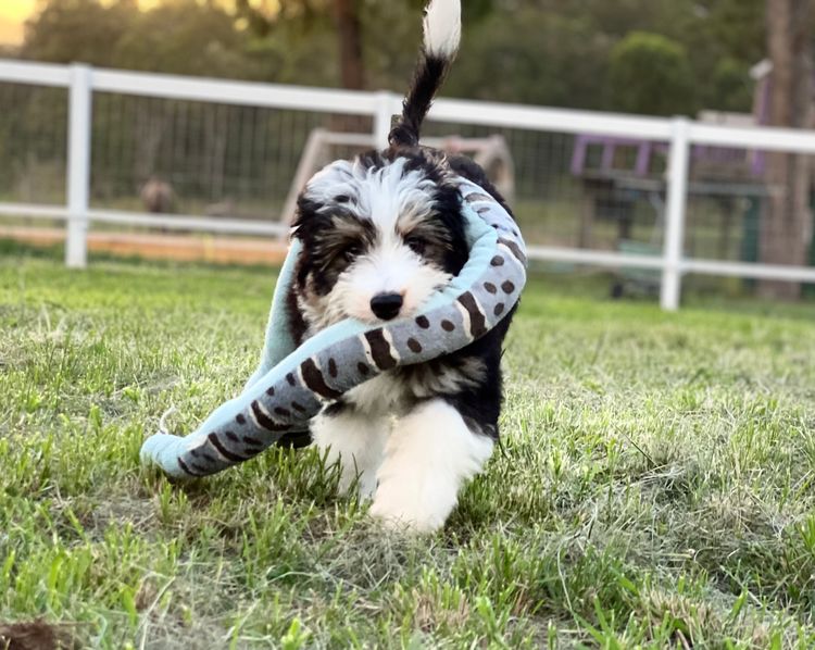 Aussiedoodles QLD