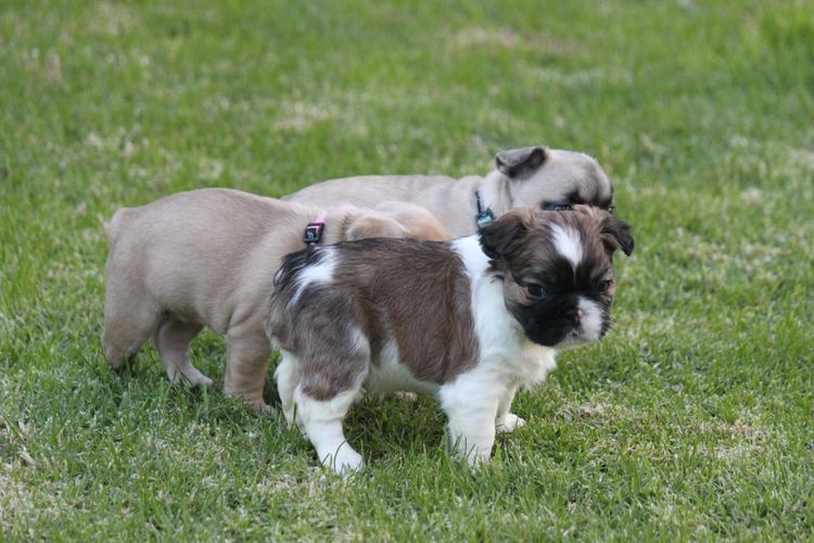 Grand Amour French Bulldogs