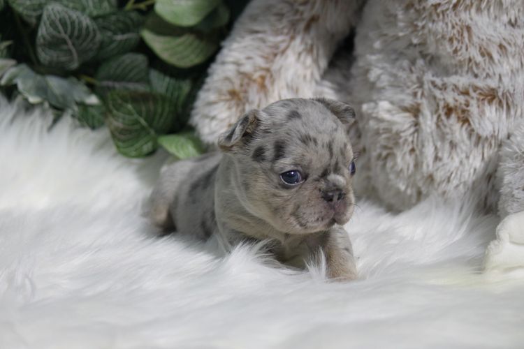 Grand Amour French Bulldogs