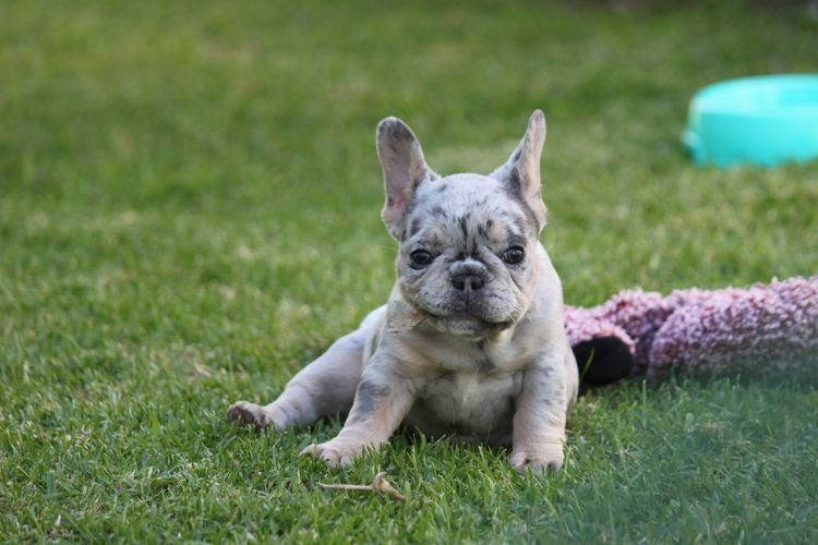 Grand Amour French Bulldogs