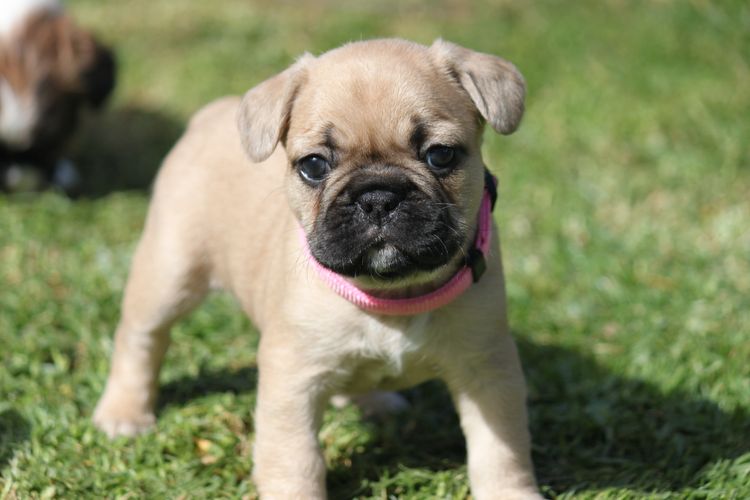 Grand Amour French Bulldogs