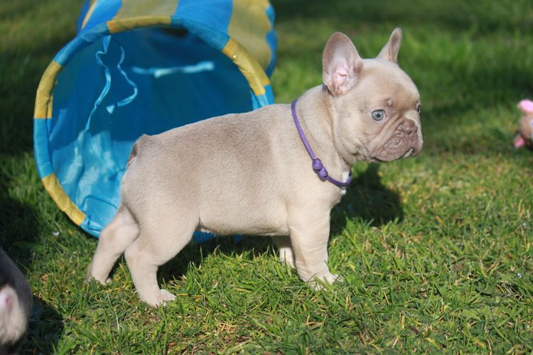 Grand Amour French Bulldogs