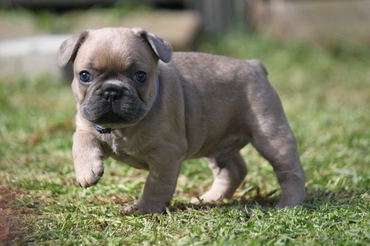 Grand Amour French Bulldogs