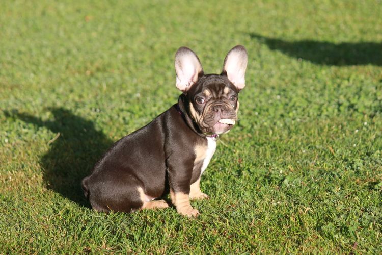Grand Amour French Bulldogs