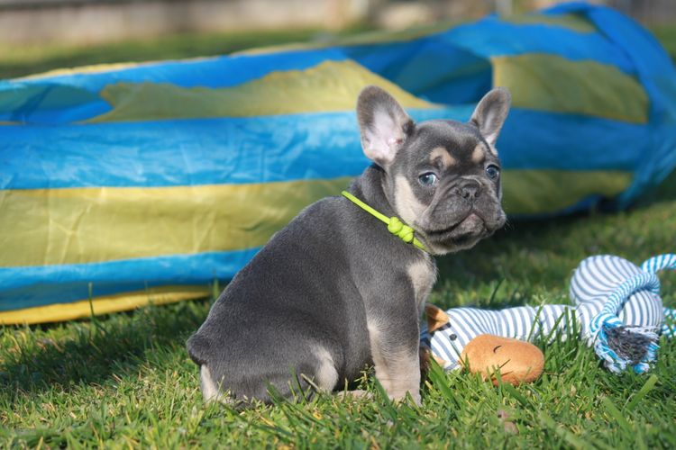 Grand Amour French Bulldogs