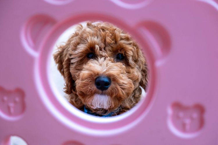 Cherry Lola Minature Red Poodles