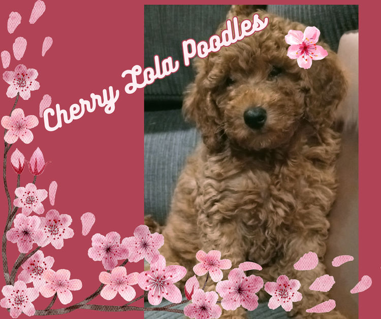 Cherry Lola Minature Red Poodles