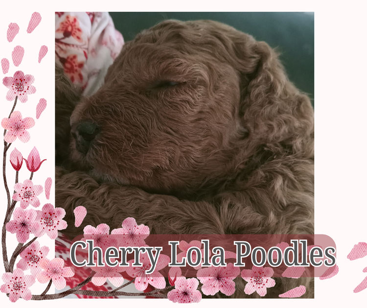 Cherry Lola Minature Red Poodles