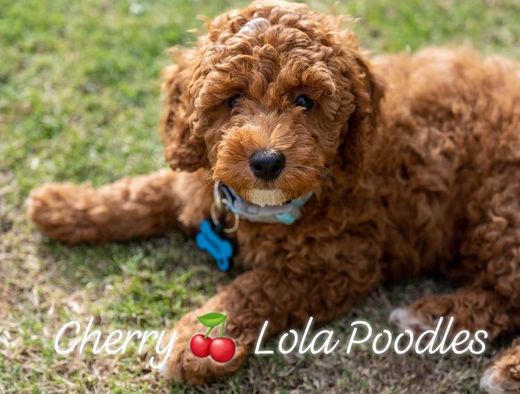 Cherry Lola Minature Red Poodles