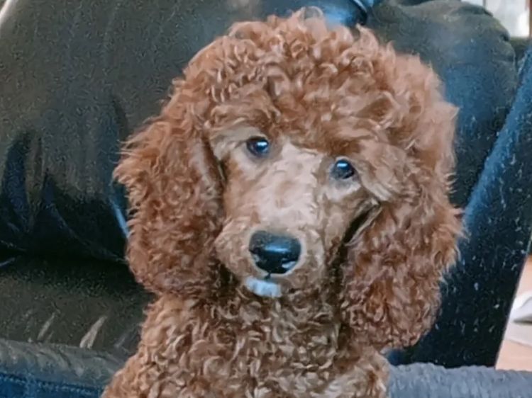 Cherry Lola Minature Red Poodles