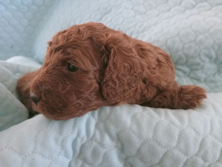 Cherry Lola Minature Red Poodles