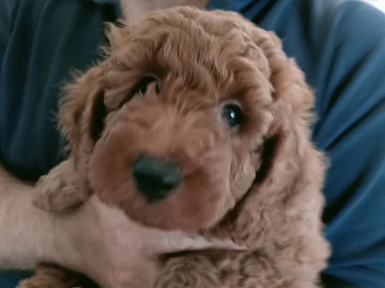 Cherry Lola Minature Red Poodles