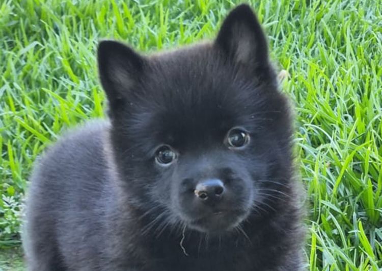 Monterrez Schipperkes