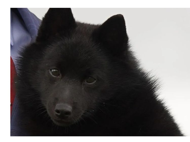 Monterrez Schipperkes