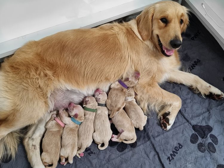Galaxy Golden Retrievers