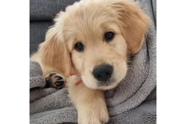 Galaxy Golden Retrievers
