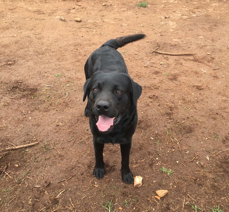 Puddin Creek Park - Labradors