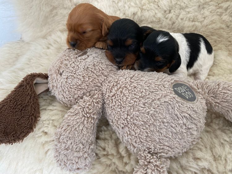 Broriver Cavoodles