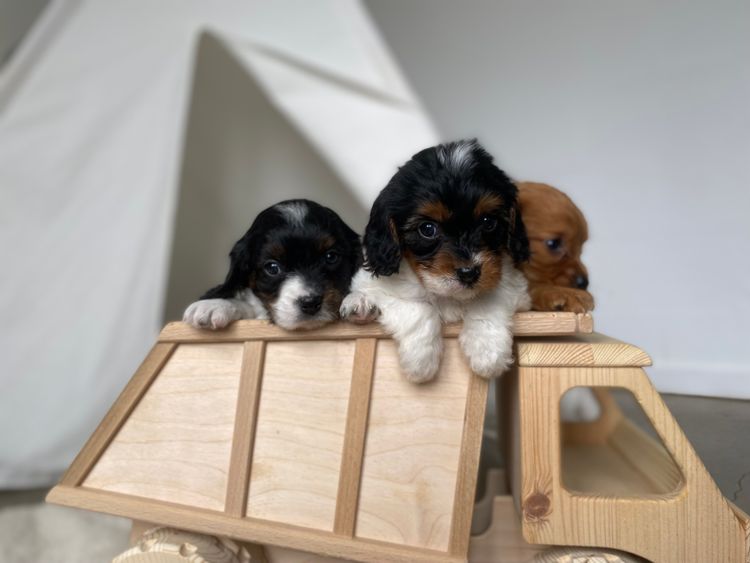 Broriver Cavoodles