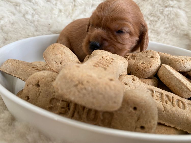Broriver Cavoodles