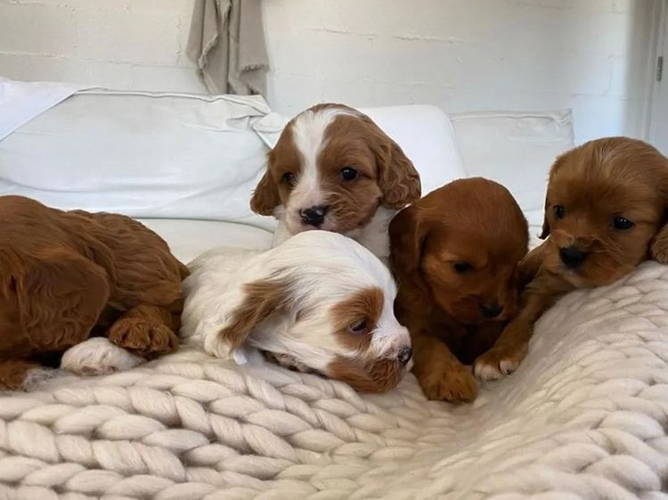 Broriver Cavoodles